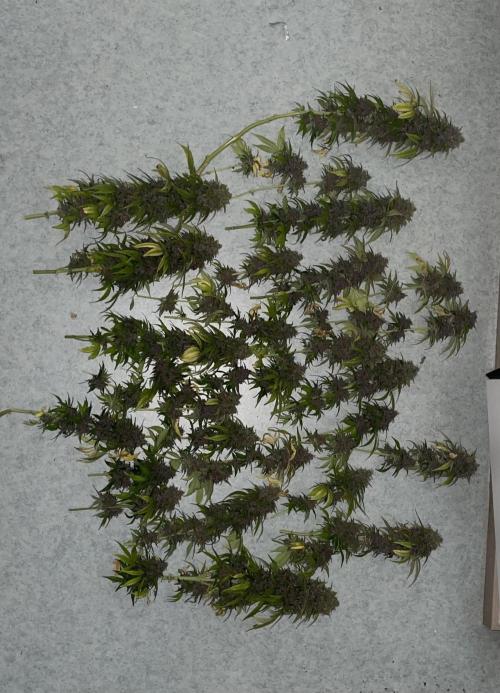 Purple Haze Auto. Week 13