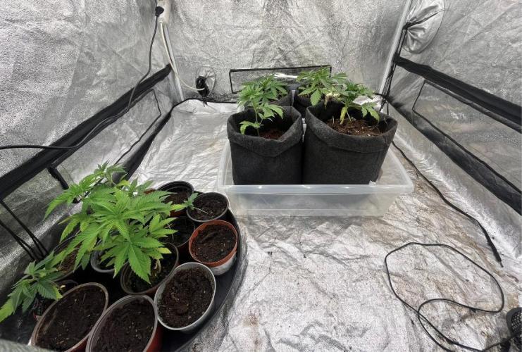 Guava Auto. Week 3