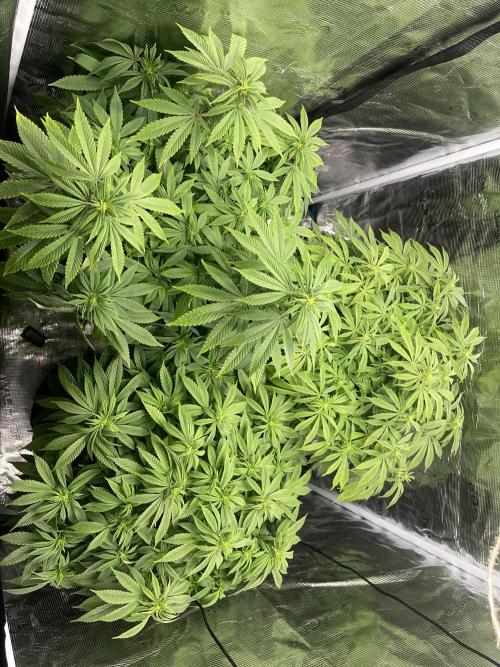 2 Modified Grape + 1 Zkittles. Week 1