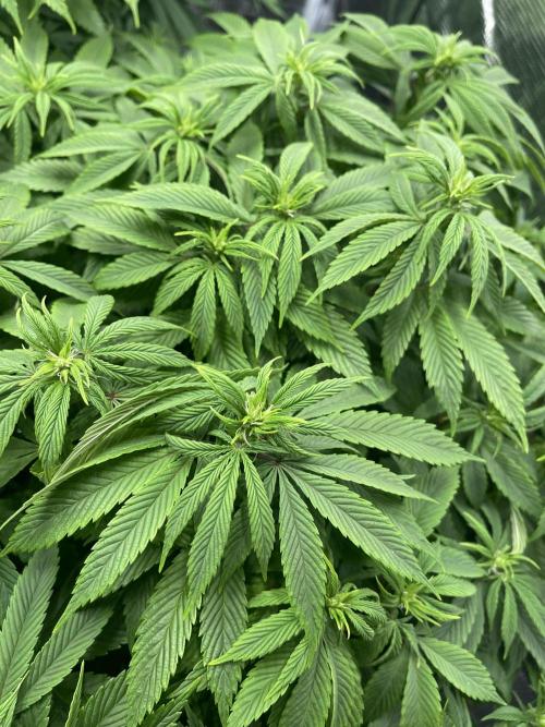 2 Modified Grape + 1 Zkittles. Week 1