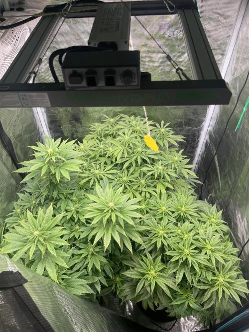 2 Modified Grape + 1 Zkittles. Week 2