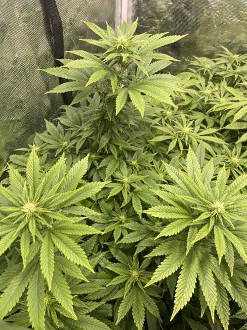 2 Modified Grape + 1 Zkittles. Week 2