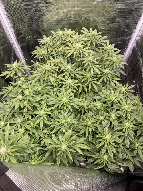 2 Modified Grape + 1 Zkittles. Week 3