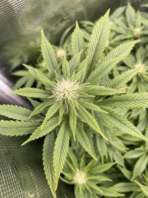 2 Modified Grape + 1 Zkittles. Week 3