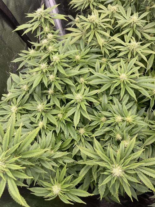 2 Modified Grape + 1 Zkittles. Week 3