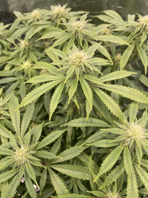 2 Modified Grape + 1 Zkittles. Week 3