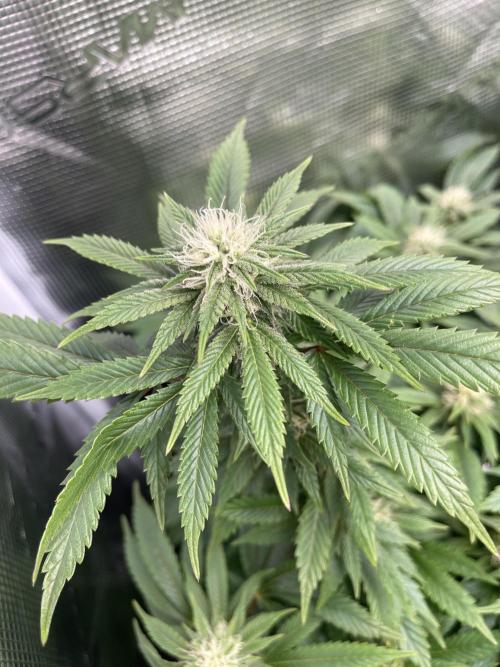 2 Modified Grape + 1 Zkittles. Week 4