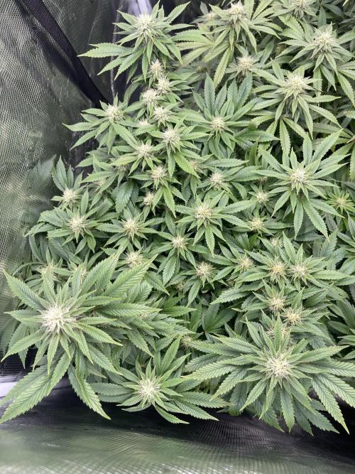 2 Modified Grape + 1 Zkittles. Week 4