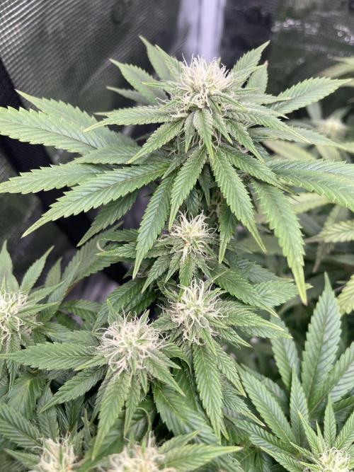 2 Modified Grape + 1 Zkittles. Week 4