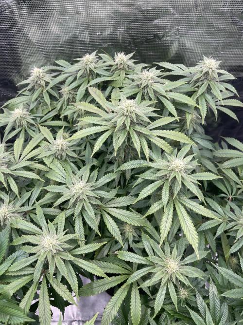 2 Modified Grape + 1 Zkittles. Week 4