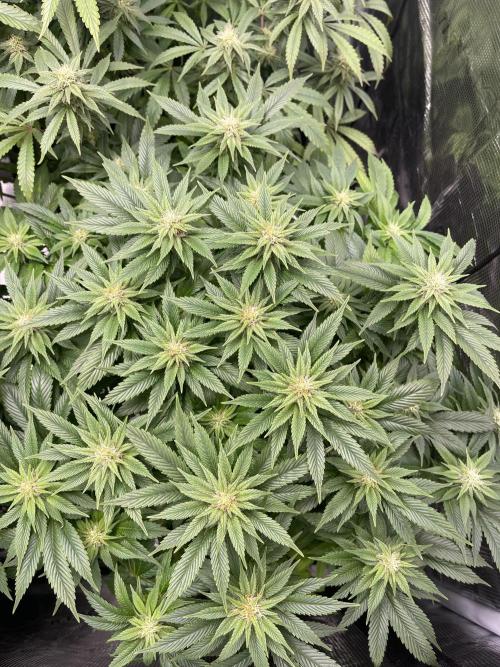 2 Modified Grape + 1 Zkittles. Week 4