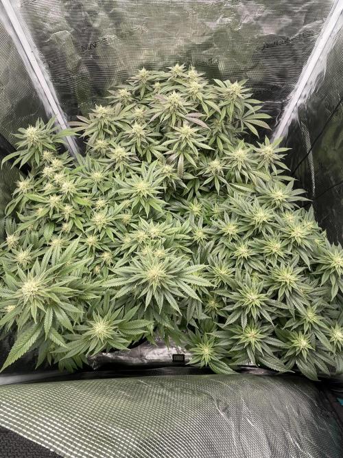 2 Modified Grape + 1 Zkittles. Week 5