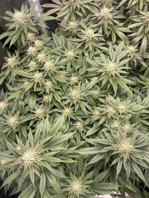 2 Modified Grape + 1 Zkittles. Week 5