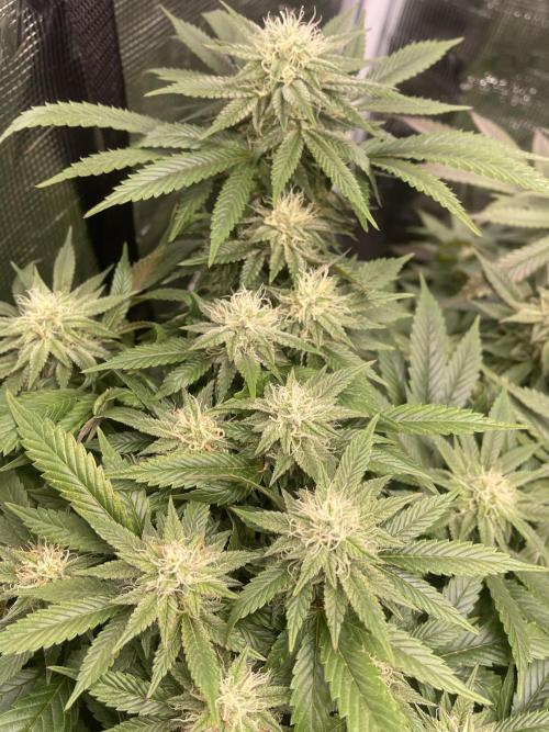 2 Modified Grape + 1 Zkittles. Week 5