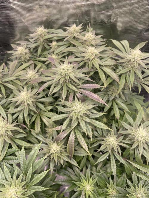 2 Modified Grape + 1 Zkittles. Week 5