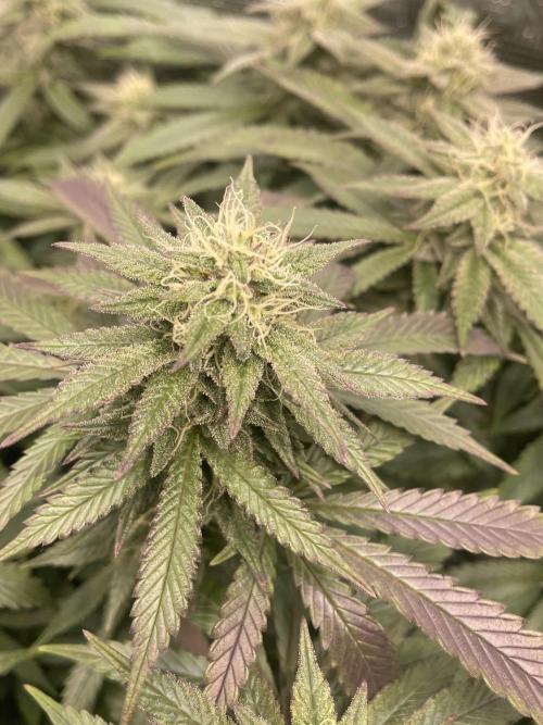 2 Modified Grape + 1 Zkittles. Week 5