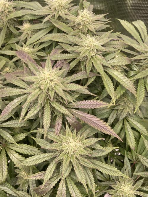 2 Modified Grape + 1 Zkittles. Week 5
