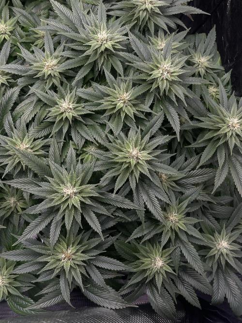 2 Modified Grape + 1 Zkittles. Week 5
