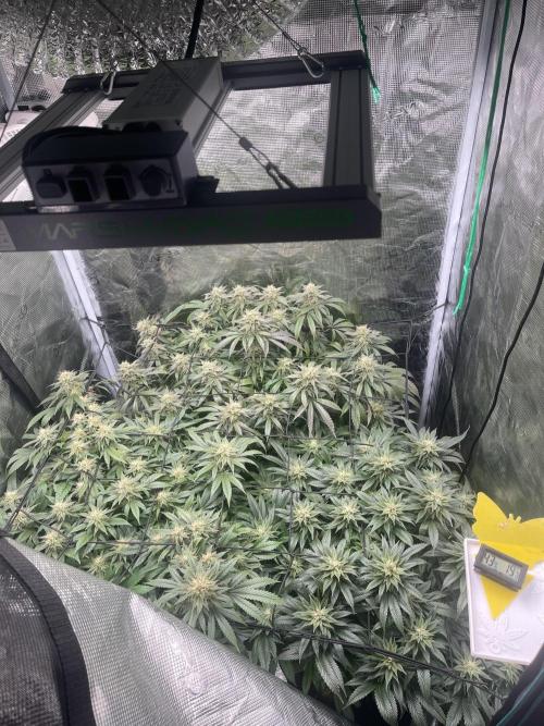 2 Modified Grape + 1 Zkittles. Week 6