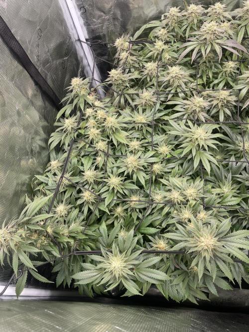 2 Modified Grape + 1 Zkittles. Week 6