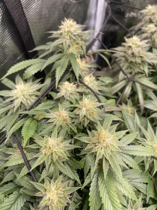 2 Modified Grape + 1 Zkittles. Week 6
