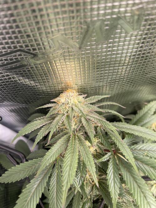 2 Modified Grape + 1 Zkittles. Week 6