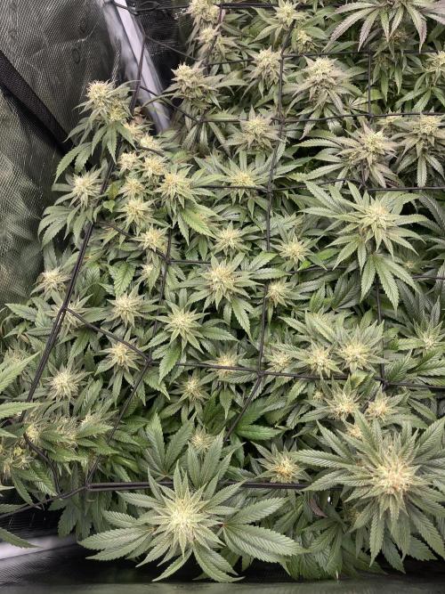 2 Modified Grape + 1 Zkittles. Week 6