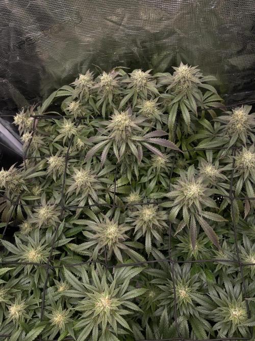 2 Modified Grape + 1 Zkittles. Week 6