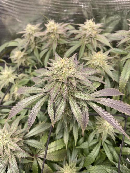 2 Modified Grape + 1 Zkittles. Week 6