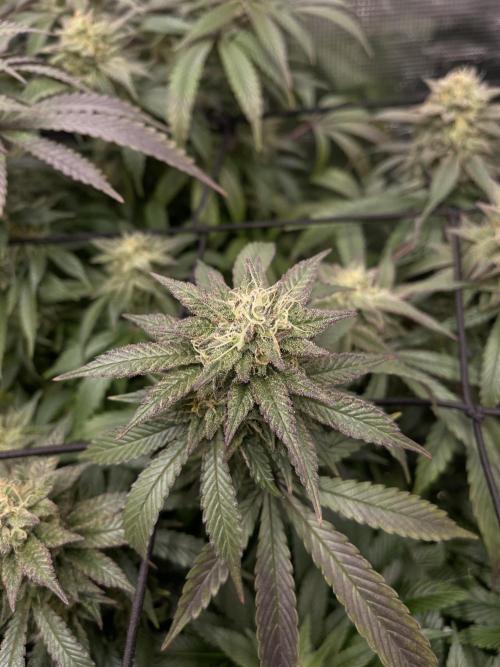 2 Modified Grape + 1 Zkittles. Week 6
