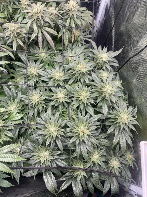 2 Modified Grape + 1 Zkittles. Week 6