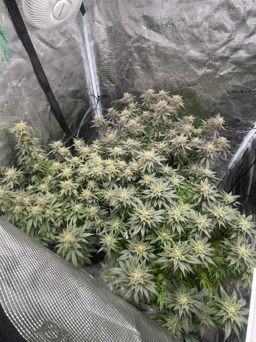 2 Modified Grape + 1 Zkittles. Week 7