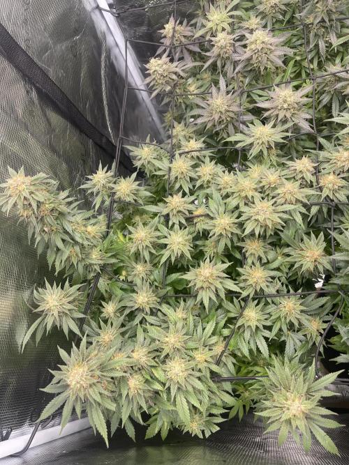 2 Modified Grape + 1 Zkittles. Week 7