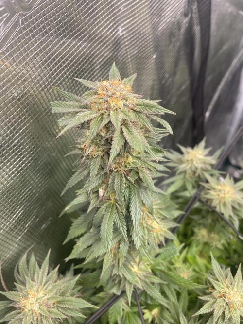 2 Modified Grape + 1 Zkittles. Week 7