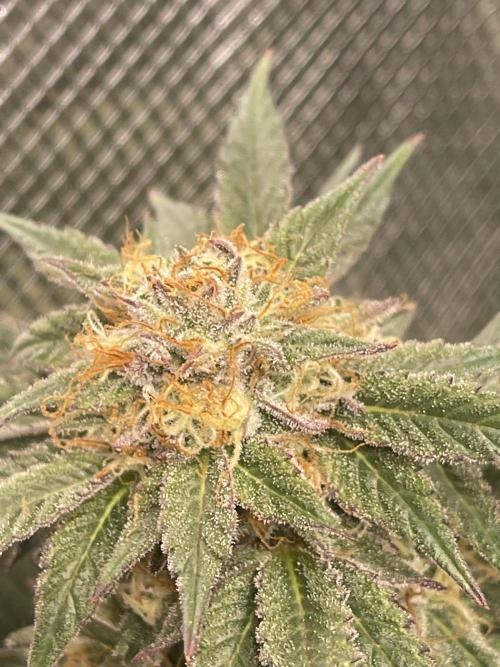 2 Modified Grape + 1 Zkittles. Week 7