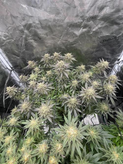 2 Modified Grape + 1 Zkittles. Week 7