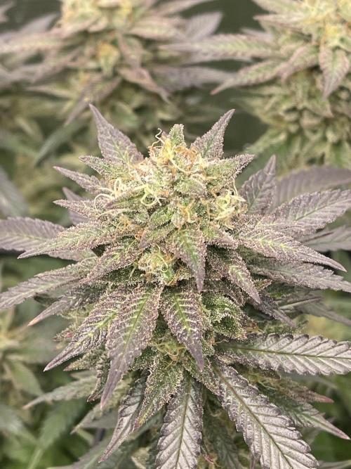2 Modified Grape + 1 Zkittles. Week 7
