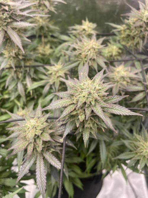 2 Modified Grape + 1 Zkittles. Week 7