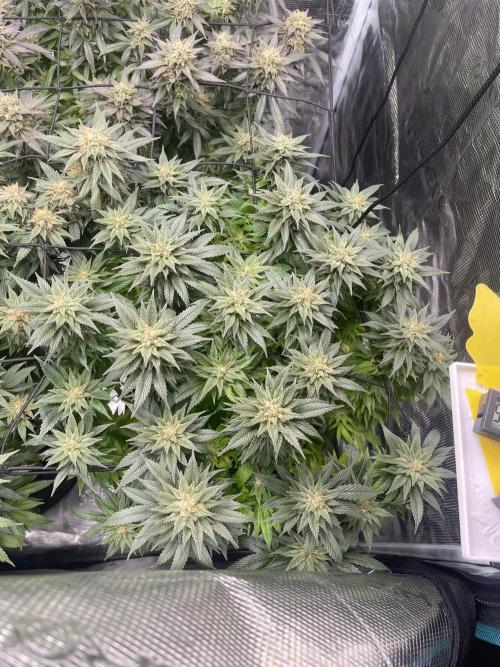 2 Modified Grape + 1 Zkittles. Week 7