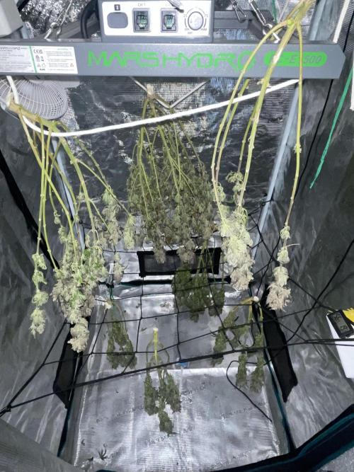 2 Modified Grape + 1 Zkittles. Week 9