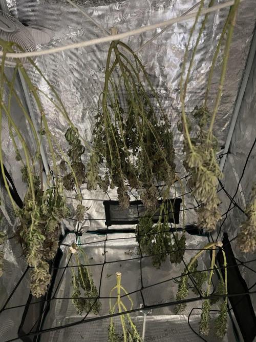 2 Modified Grape + 1 Zkittles. Week 9