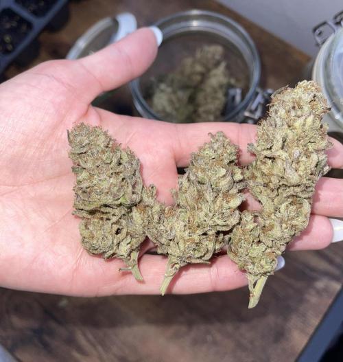2 Modified Grape + 1 Zkittles. Week 11 - Skittlez 