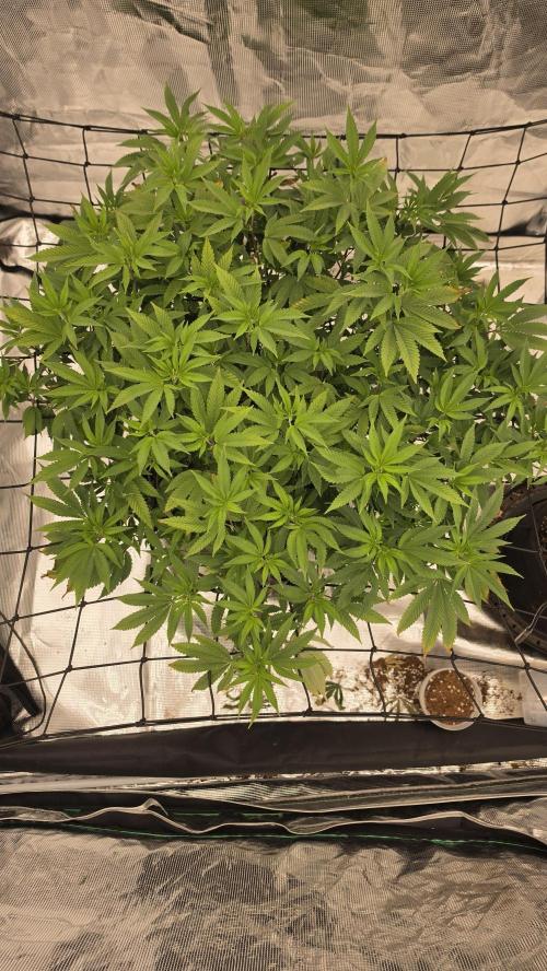 Flower diary. Week 1 - Scrogged to fill out a 4x4 trellis 