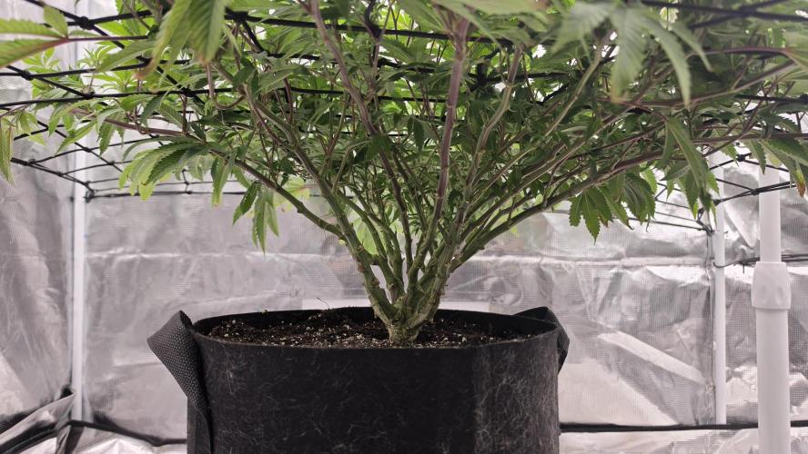 Flower diary. Week 1 - Multiple rounds of topping followed by scrogging and lst