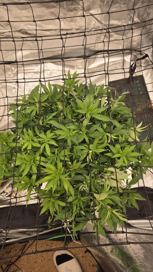 Flower diary. Week 1 - Scrogged to fill out the trellis as much as possible