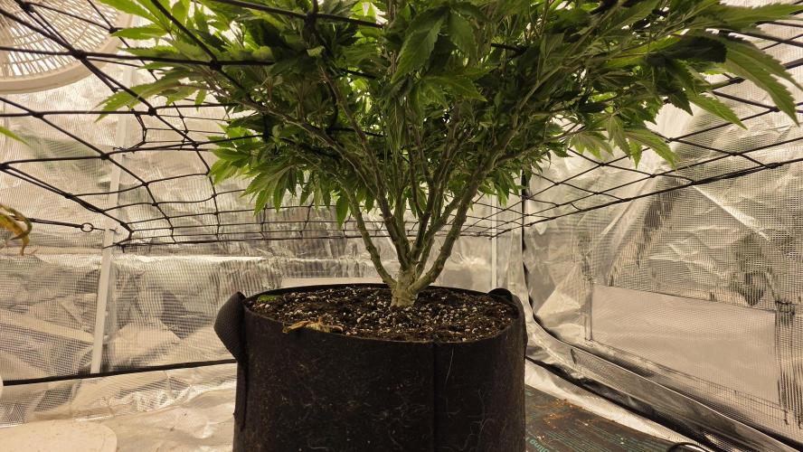 Flower diary. Week 1 - Multiple rounds of topping combined with lst/scrogg