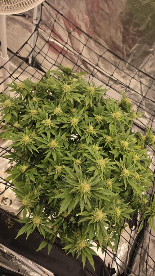 Flower diary. Week 4