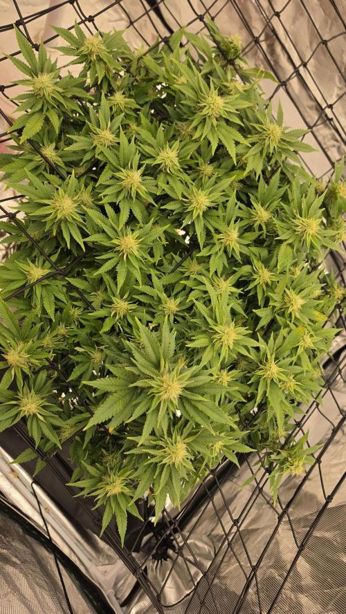 Flower diary. Week 4