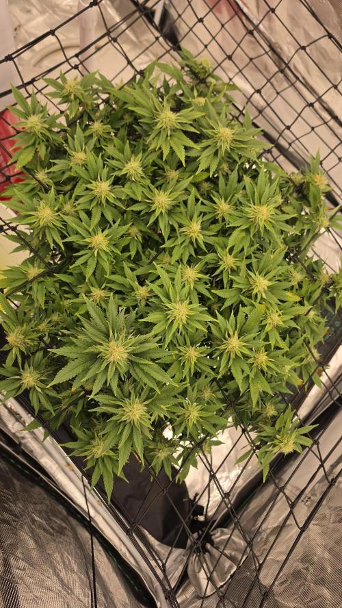 Flower diary. Week 4
