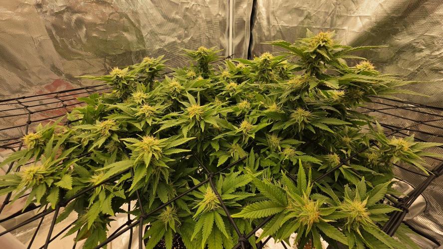 Flower diary. Week 4